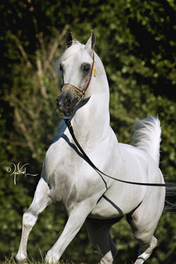 Audacious PS (photo by April Visel)