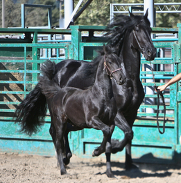 2003 mare Kalinja with colt