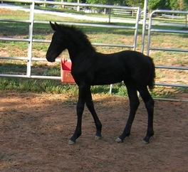 2008 Filly "Bella" (Romeo de Roza x Princess)