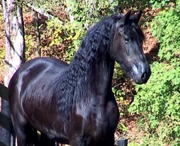 2003 Mare Kalinja