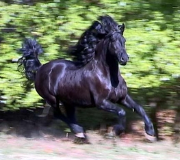2003 Mare Kalinja