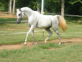 Contezsa
