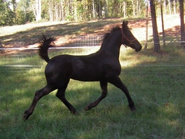 2008 Filly "Bella" (Romeo de Roza x Princess)