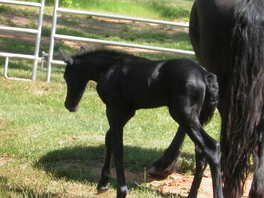 2008 Filly "Bella" (Romeo de Roza x Princess)